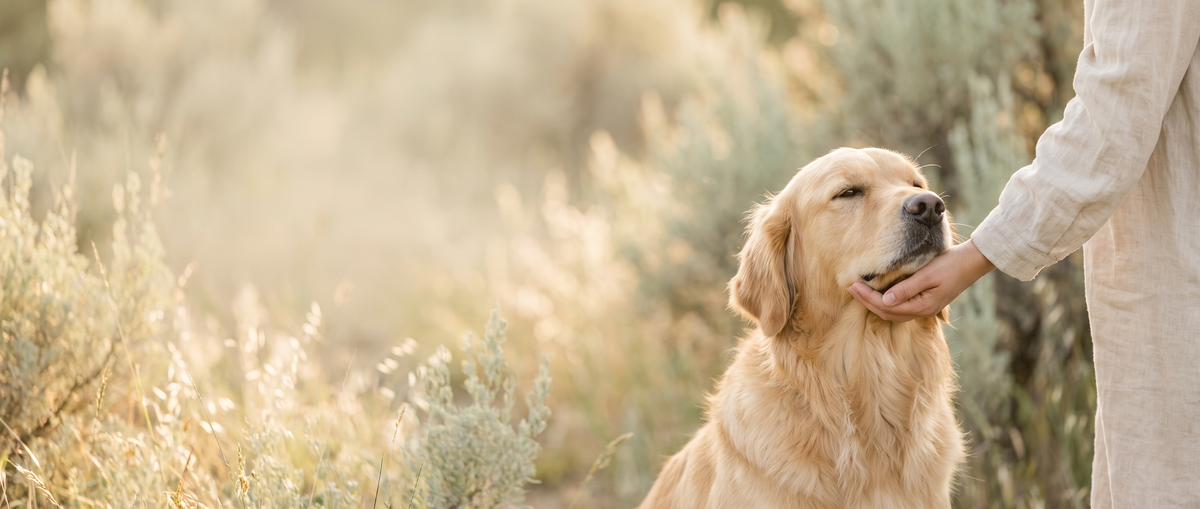 Mano acariciando a un golden retriever